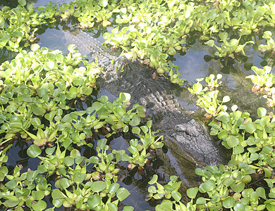美洲鳄鱼游泳沼泽地荒野鼻子池塘植被水池野生动物动物爬虫沼泽图片