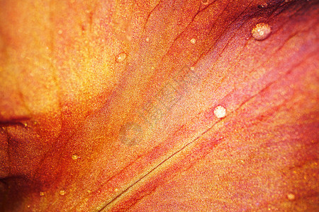 红色虹花宏拍摄的近距离鸢尾花黄色植物学植物花瓣植物群叶子花园棕色绿色图片
