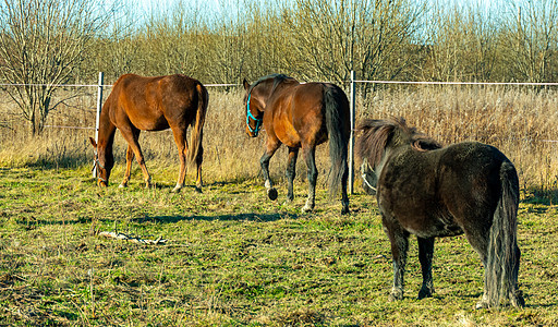马场绿草地上的马匹 枯草季节哺乳动物农村太阳家畜棕褐色荒野时间自然农场图片