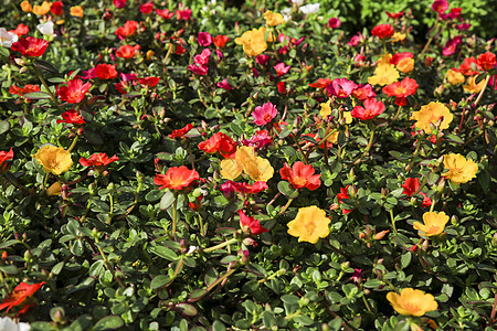 花园中五颜六色的大花马齿苋花花瓣植物太阳叶子园艺苔藓生长季节植物学阳光图片