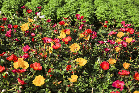 花园中五颜六色的大花马齿苋花苔藓季节叶子生态园艺庆典热带玫瑰植物学植物图片