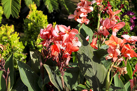花园中美丽的植物花束冲击杂交种草本植物情调百合热带美人呕吐植物学图片