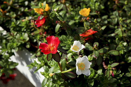 花园中五颜六色的大花马齿苋花季节玫瑰叶子植物园艺植物学生长苔藓太阳生态图片