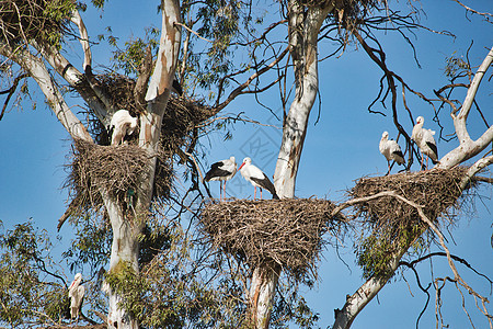 在树上的大巢中栖息的 一大群鸟图片