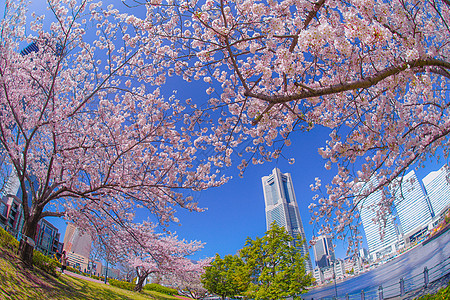 盛开的城市和横滨米那托米拉伊市花瓣旅游晴天蓝天建筑群樱花粉色地标景点天空图片