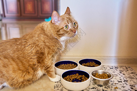 有趣的大红猫宠物吃食物 在厨房的家用动物盘子里图片