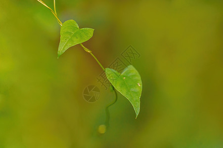 林中有一棵树枝 在林中留有绿树叶生物发芽森林植物衬套枝条植物群生长植被地面图片