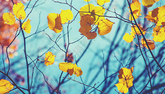 树上的秋叶 有选择的焦点叶子公园背景太阳环境森林墙纸边界褪色植物群图片