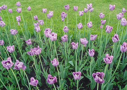 有紫郁金香的花朵 闪亮的郁金香图片