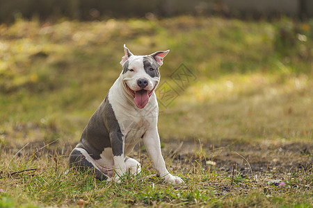 在操场上养狗的斗牛犬危险小狗宠物幸福公园公共公园猎犬庇护所犬类动物图片