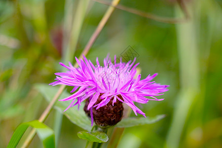 一朵紫色的花朵 春天在草原上的花朵图片