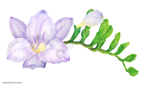 新鲜的精细紫色无花果树枝 有芽植物群礼物卡片花束邀请函植物绘画漏斗薰衣草艺术图片