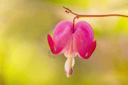 一颗粉红色的血红心在花园里开花图片