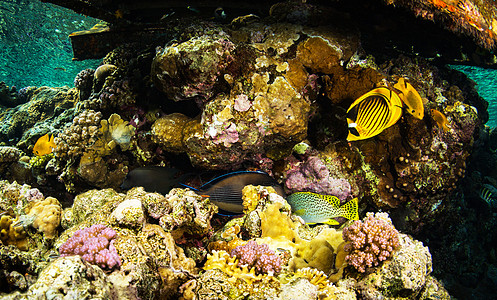 海底海洋生物图示旅行者旅行博主公羊旅游日记红海世界旅游狂深度图片