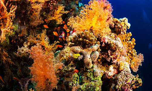 海底海洋生物图示摄影旅行者深度生活博主公羊旅游照片日记旅行图片