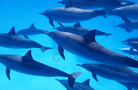 海底海洋生物图示博客ph世界旅行者红海旅游笔记本公羊生活日记图片