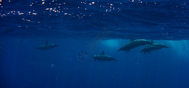 海底海洋生物图示旅游狂ph世界博主公羊旅行者旅游博客旅行笔记本图片