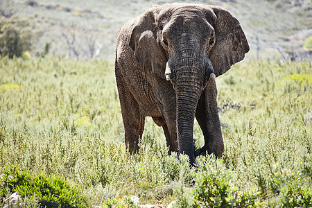 看什么看 草原上一头漂亮大象的全长身照着呢?图片