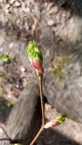 林登芽 胚胎拍摄 宏观观赏树枝芽 柔软背景 春季时间概念生态花园枝条公园植物群植物学森林生长绿色植物叶子图片