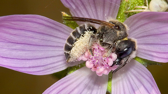 西班牙瓜达拉姆国家公园国家公园Bee自然保护区荒野生物学小动物生态昆虫野外动物野生动物动物学环境图片