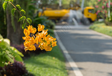 在路的黄色九重葛花有黄色卡车背景 橙黄色九重葛 美丽的九重葛花 用于设计的九重葛图片