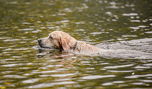 金色寻金犬猎犬池塘宠物公园哺乳动物叶子乐趣犬类朋友猎人图片