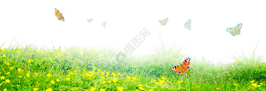 蝴蝶的美丽自然景色 在花园里模糊的背景上场地君主雏菊花瓣晴天野生动物环境飞行太阳天空图片