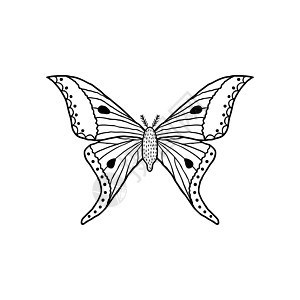 涂鸦风格的蝴蝶鳞翅目情调害虫标识白色昆虫荒野黑色异国翅膀图片