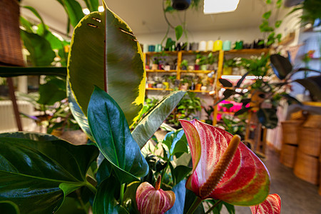 有一幅花店的图片 里面有外来的陶瓷植物温室园艺仓库花朵市场花园零售待售园丁生长图片