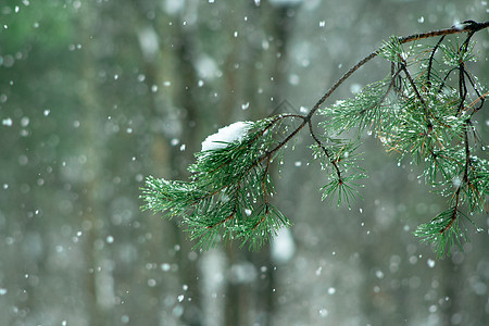 林中阴云的松树枝森林松树公园雪花环境植物季节云杉枝条阳光图片