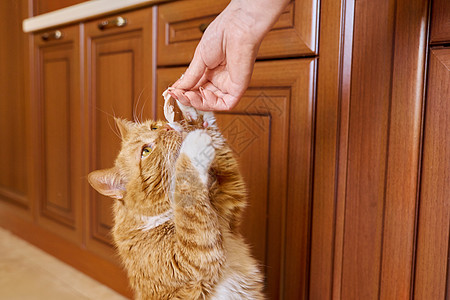 有趣的姜老猫吃主人手上的肉人手宠物猫咪食物老猫毛皮猫科动物哺乳动物眼睛晶须图片