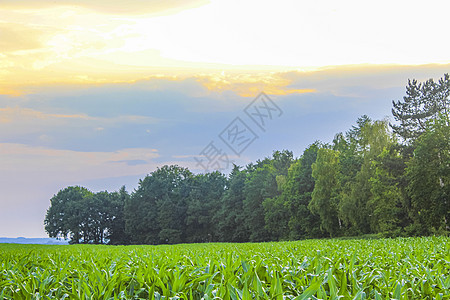 德国北部农业林区树木 自然景观全景 德国全国的风景小麦涡轮机牧场动物森林天气游乐园风力奶牛风车图片