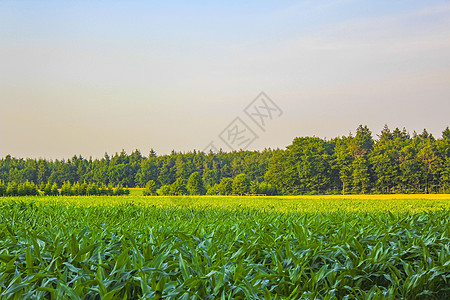 德国北部农业林区树木 自然景观全景 德国全国的风景旅行森林奶牛天气牧场场地动物风车农村小麦图片