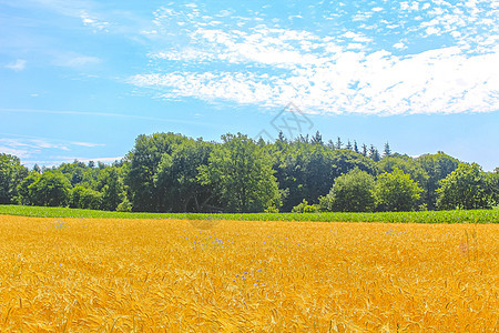 德国北部农业林区树木 自然景观全景 德国全国的风景天气旅行场地小麦涡轮机奶牛牧场风力农村风车图片