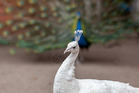 一个美丽的白孔雀的头 在动物园的近身男性展示野鸡热带动物展览活力蓝色脖子尾巴图片