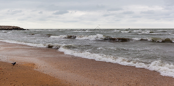 巨大的海浪在海上肆虐 海鸥在波浪喷射天气蓝色旅游野生动物海岸线天空泡沫航班环境飞行图片