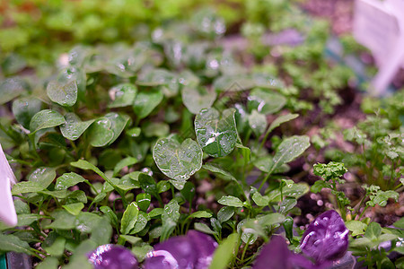 灯下生长的植物 上面有水滴叶子蔬菜光谱沙拉生态农场花园食物绿色植物环境图片