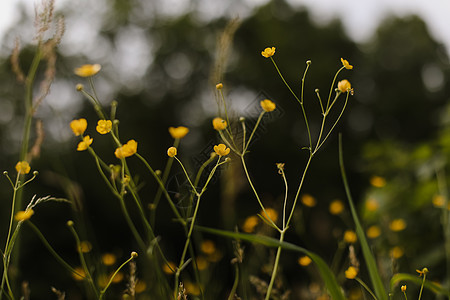 绿草背景的草原上的黄花朵 选择性焦点 模糊的背景 B框架墙纸草地树叶植物群花束环境植物黄色毛茛图片