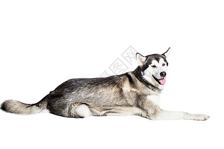 阿拉斯加马拉穆特 坐在白色背景面前灰色血统宠物犬类生物毛皮动物哺乳动物摄影工作室图片