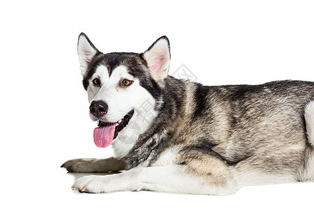 阿拉斯加马拉穆特 坐在白色背景面前毛皮动物舌头灰色摄影工作室生物宠物哺乳动物犬类图片