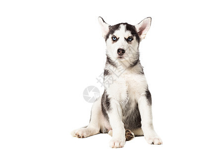 小狗西伯利亚黑白的哈斯基黑白 蓝眼睛看白色背景食肉乐趣蓝色宠物血统哺乳动物动物毛皮朋友眼睛图片