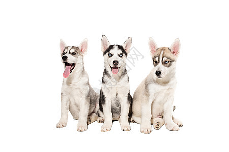 一群白色背景的快乐西比里亚哈斯基小狗哺乳动物舌头动物婴儿犬类团体巧克力说谎宠物朋友图片