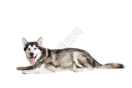 阿拉斯加马拉穆特 坐在白色背景面前舌头动物主题家畜摄影工作室灰色血统毛皮犬类图片
