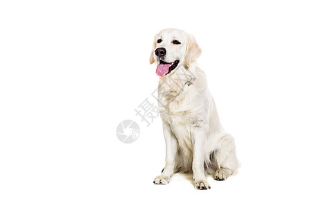 白色背景上的拉布拉多追寻褐色金发女郎宠物主题家畜动物猎犬警报犬类工作室图片