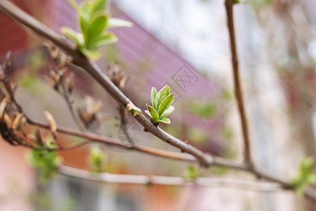 树枝上的青绿叶幼苗树木生存生物学生活树叶环境植物植物群生长图片