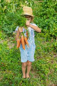 一个花园里有胡萝卜的孩子 有选择性的专注乐趣横幅园艺生长婴儿植物农场蔬菜女士叶子图片