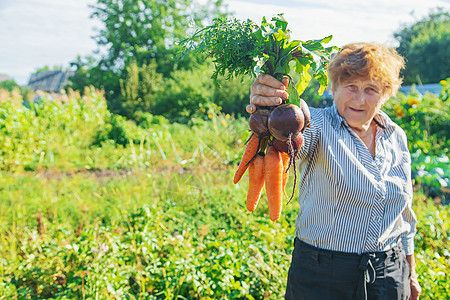 奶奶在花园里手里拿着蔬菜 有有机的蔬菜 有选择性的专注点篮子农场水果购物农业园丁女士饮食萝卜生长图片