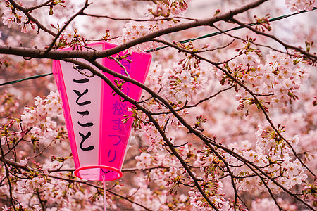 巨江樱花花木头叶子季节建筑植物黑川情感樱花花瓣粉色图片