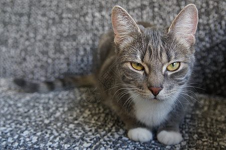 银灰色标签猫动物雄猫灰色宠物短发猫科动物说谎虎斑猫咪眼睛图片
