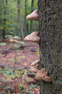 真菌橡木荒野生长林地森林树木火种棕色植物菌类图片
